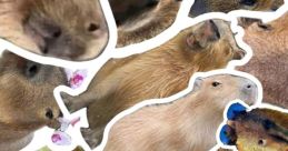 Capybara Filip