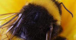 Bumblebee