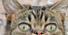 Web cats