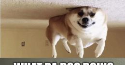 WAT DA DOG DOIN??