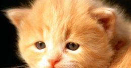 Cute Animals