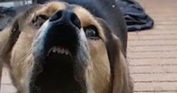 Animals Doing Things Funny