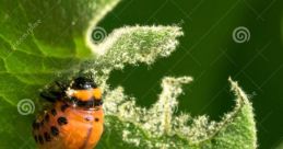 Red Larva