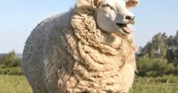 Lamb Bleats 3
