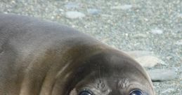 Baby Elephant Seal