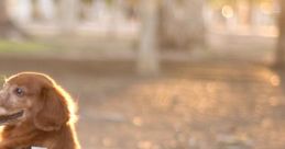 KID & DOG