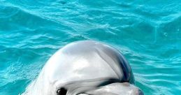 Dolphin