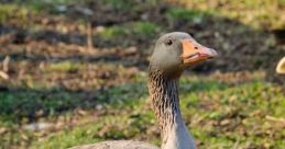Angry duck