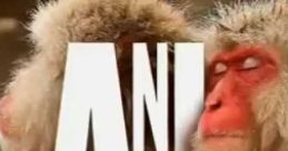 Animal Planet Videos