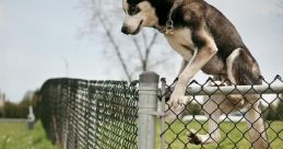 Dog breaks barrier