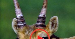 Very goofy horn