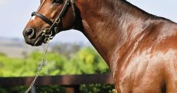 Thoroughbreds