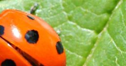 Lady Bird