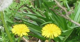 One Flower In The Garden Of Weeds