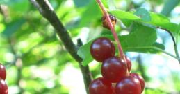 Wild Cherry