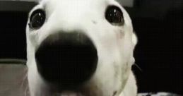 Bark fart The first of the Bark fart is a deep, resonant bark that echoes through the air. It is a that demands attention,
