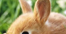 Cute Baby Bunny