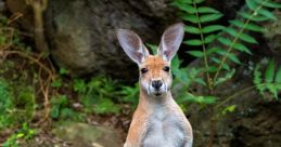 Kangaroo