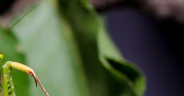 Praying Mantis