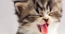 Baby Cat Funny and Cute Video