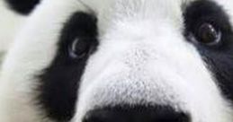 Panda Bear Video clips