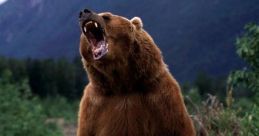 Bear Growls 2