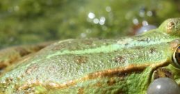 Singing Frog