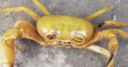Sad crab