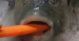 A puffer oh my eugh