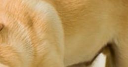 Dog Loves Baby Compilation