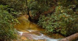 Trunk Falls and Opens