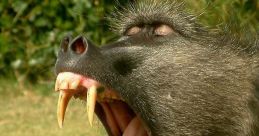 Baboon