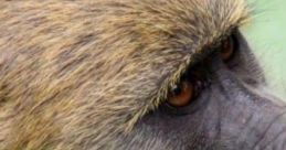 Business Baboon