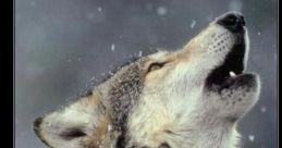 Lobo auuuu
