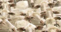 Black Sheep