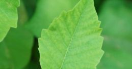 Poison Ivy