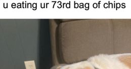 When my dog sees treats