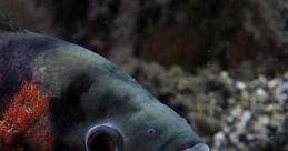 Big Fish