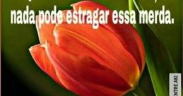 Bom-merda