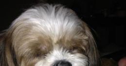 Don't Call Me Gizmo "Don't Call Me Gizmo" is filled with a variety of that evoke a range of emotions and images. From