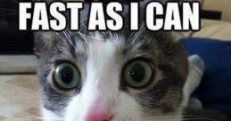 Cat Laugh meme
