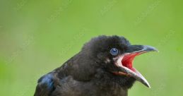 Raven - Fledglings Calls Far