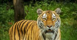 The Wild Tiger