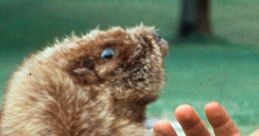 Caddyshack Play and download Caddyshack clips. #i got that going for me #got that going for me #nice #not bad #killing it