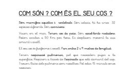 La put4 els dofins