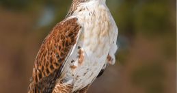 Birds of Prey