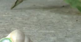 Marcel the Shell with Shoes On, Three