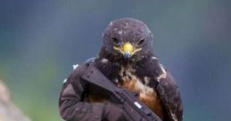 BIRD WTF!