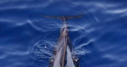 DUFINS