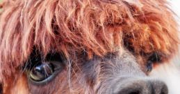 Alpaca Smacka